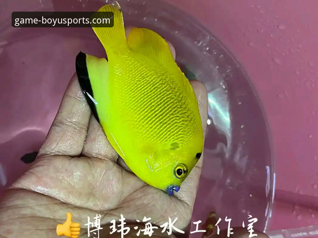 资深技术评测员分享：博鱼体育平台下载安装全攻略与使用心得